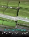 جهش وحشتناک قیمت مواد شوینده | صابون گلنار رکوردار افزایش قیمت